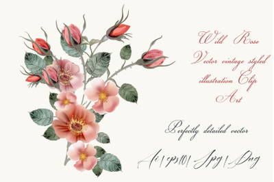 Vintage wild rose, high detailed vector rose hip illustration