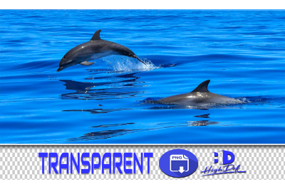 50 DOLPHINS &amp; WATER SPLASH TRANSPARENT PNG ANIMALS PHOTOSHOP OVERLAYS