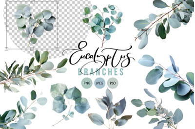 Eucalyptus branches PNG