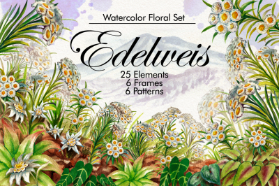 Watercolor Edelweis