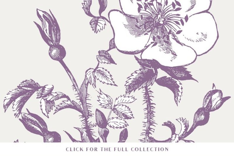 39-plant-and-flower-illustrations-no-3