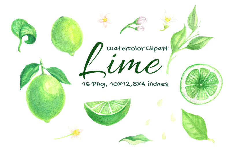 lime-watercolor-fruit-slice-citrus
