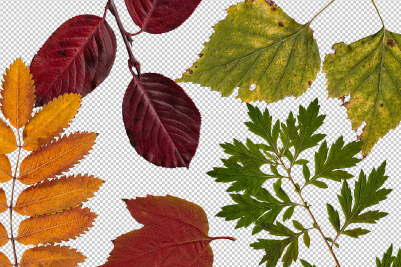 autumn-leaves