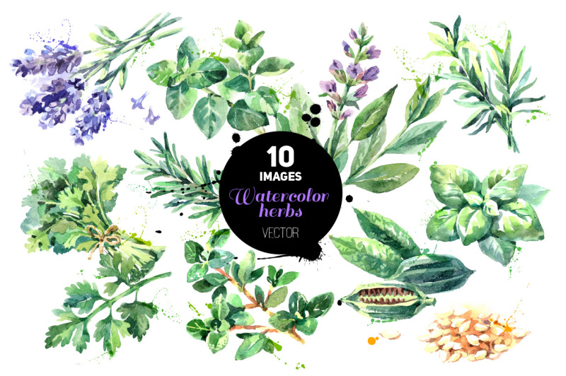 watercolor-hand-drawn-herbs-vector-set